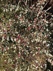 Indigofera monophylla