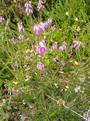 Erica cinerea