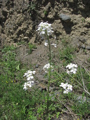 Hesperis matronalis voronovii