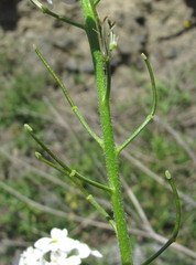 Hesperis matronalis voronovii