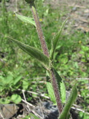 Hesperis matronalis voronovii