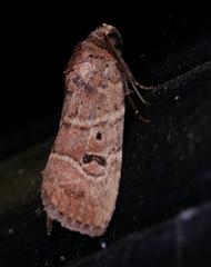 Elaphria fuscimacula