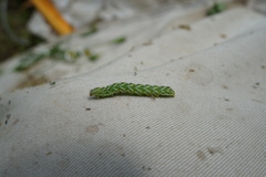 Melanchra persicariae