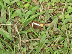 Adelpha cytherea