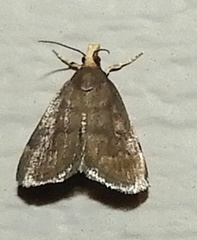 Loxostegopsis merrickalis