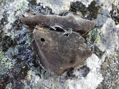 Umbilicaria grisea