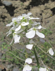 Hesperis matronalis voronovii
