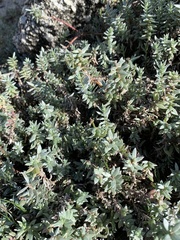 Chenolea diffusa