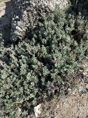 Chenolea diffusa