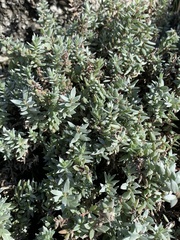 Chenolea diffusa