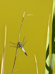 Orthetrum cancellatum