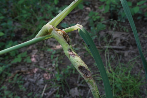 Steneotarsonemus phragmitidis