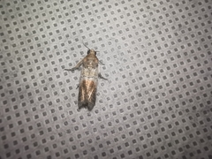 Chararica hystriculella