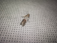 Chararica hystriculella