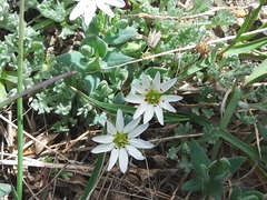 Stellaria eschscholtziana
