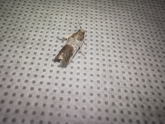 Chararica hystriculella