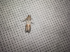 Chararica hystriculella