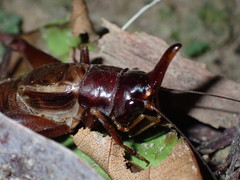 Paraloxoblemmus longifrons