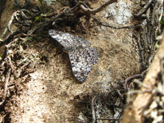 Hamadryas fornax