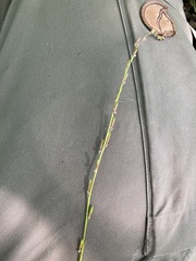 Triglochin palustris