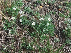 Stellaria eschscholtziana
