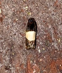 Epiblema tripartitana