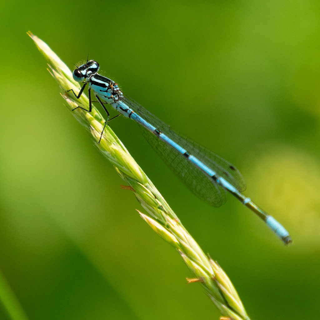 Agrion jouvencelle (Libellules et demoiselles de Belgique) · iNaturalist