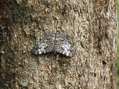 Hamadryas fornax
