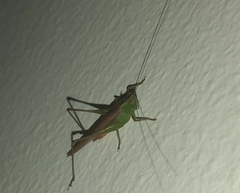 Conocephalus cinereus