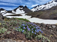 Eritrichium sericeum