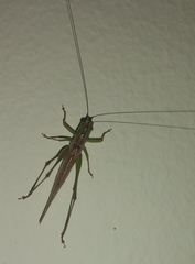 Conocephalus cinereus
