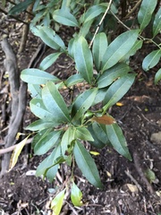 Siphonodon australis