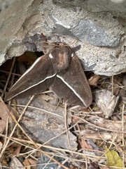 Automeris zephyria