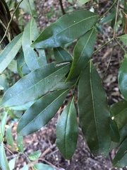 Siphonodon australis