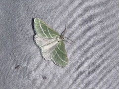 Synchlora bistriaria