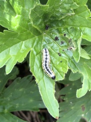 Euchalcia variabilis