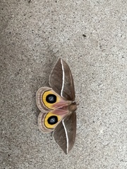 Automeris zephyria