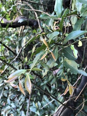 Siphonodon australis