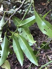 Siphonodon australis