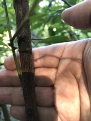 Siphonodon australis