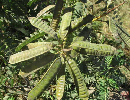 Peanut-Butter Cassia