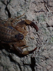 Lychas mucronatus