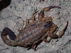Lychas mucronatus