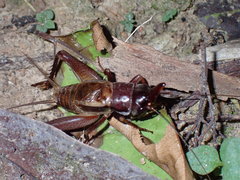 Paraloxoblemmus longifrons