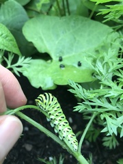 Papilio polyxenes