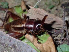 Paraloxoblemmus longifrons