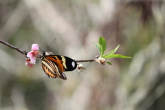 Heliconius ethilla