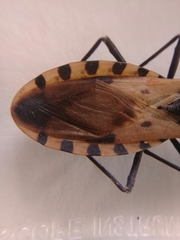 Triatoma dimidiata