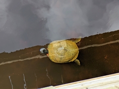 Pseudemys rubriventris