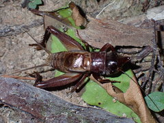 Paraloxoblemmus longifrons